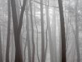 Baumstämme von Buchen und Kiefern in einem nebelverhangenen Mischwald im Herbst, Herbst *** Tree trunks from Booking and