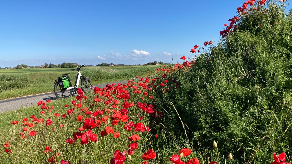 Fotofreunde Pellworm geben Bildband über die Insel heraus