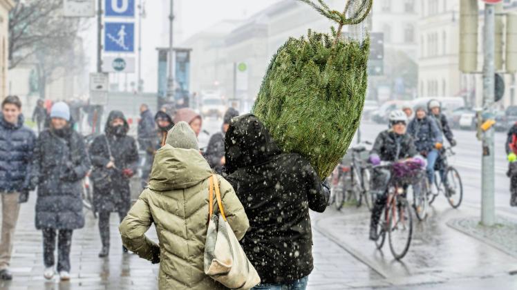 ein Paar mit frisch gekauftem Christbaum in der Ludwigstraße, 9. Dezember 2022 Deutschland, München, 09.12.2022, ein Paa