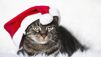 Male cat wearing christmas cap portrait property released PUBLICATIONxINxGERxSUIxAUTxHUNxONLY FOF02