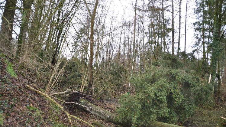 Hier ist eigentlich ein Wanderweg -im Februar 2022 war davon nach drei heftigen Stürmen nichts mehr zu erkennen. Bis in den Sommer hinein waren Waldarbeiter damit beschäftigt, die umgekippten Bäume zu entfernen.