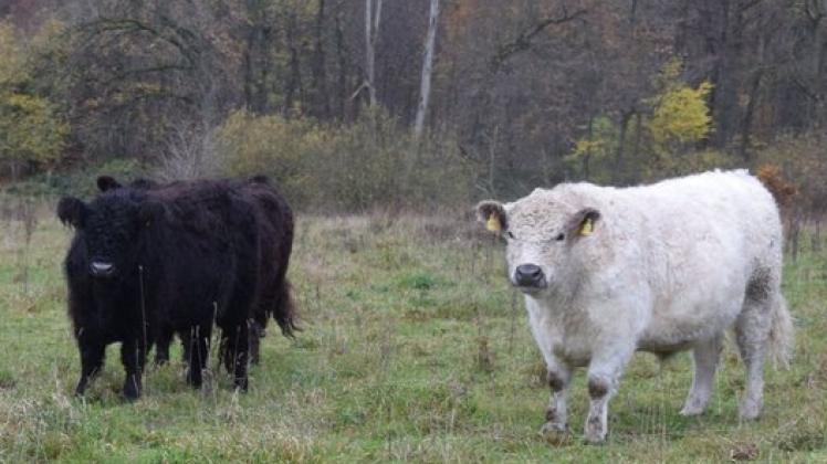 Galloway-Rinder werden demnächst das als Ökokonto genutzte, eingezäunte Grünland am Feldweg beweiden.