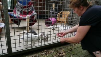 Jedes Jahr werden unzählige Katzen im Tierheim Lingen aufgenommen.