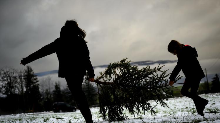 Weihnachtsbaum schlagen in der Schweiz