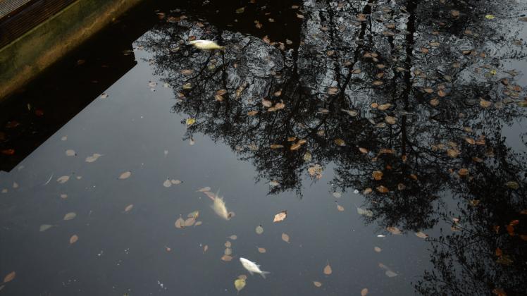 Zahlreiche Weißfische treiben tot an der Oberfläche des Mühlbaches.
