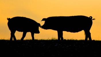Pigs at sunset at Sheepdrove Organic Farm Lambourn England United Kingdom PUBLICATIONxINxGERxSUIx