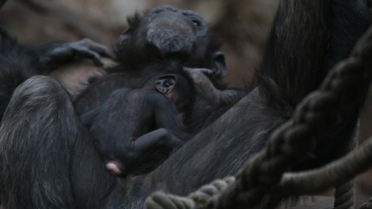 Schimpansenweibchen Vakanga kümmert sich routiniert und liebevoll um ihren Nachwuchs. 