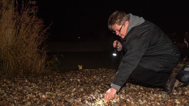 Ute Prahl aus Hagenow entgeht mit Unterstützung der Taschenlampe und ihrem geschulten Blick nichts. Bereits seit mehr als drei Jahrzehnten kann sich die Hagenowerin für das Sammeln von Fossilien begeistern. 