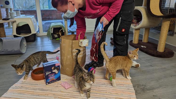 Die Katzenbabys (v.l.) Alice, Merida und Randale-Ralph bekommen von Tierpflegerin Monique Gawronski Weihnachtsgeschenke.
Foto: Marten Vorwerk