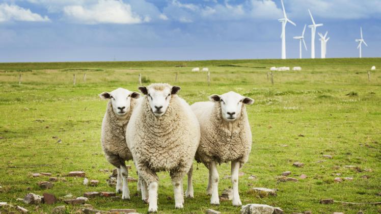 Three sheep on pasture with wind farm in background in Schleswig Holstein Germany PUBLICATIONxINxGE