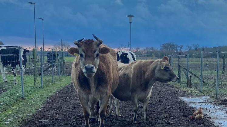 Benjamin und Mathilda leben auf Hof Birkenkamp. Da Kühe keine Fluchttiere sind, stecken sie den Böller-Stress besser weg als andere Arten