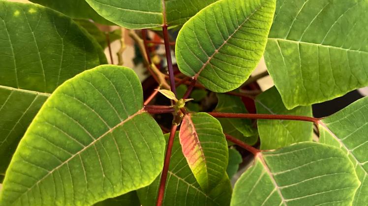compo expert floranid permanent Floranid® Twin Permanent – Engrais gazon longue durée 16-7-15(+2) –  monbeaugazon main image 1