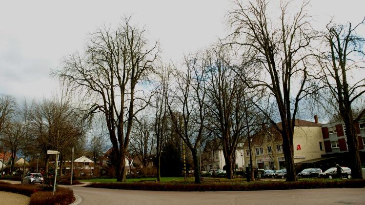 Abgängig: Die Kastanien am Thieplatz in Bad Laer sind vom Pilzbefall gezeichnet. Nun sollen die ersten Bäume durch Neuanpflanzungen ersetzt werden.