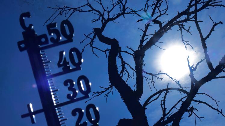 Thermometer und verdorrter Baum Thermometer und verdorrter Baum, 19.07.2022, Borkwalde, Brandenburg, Vor einem verdorrte