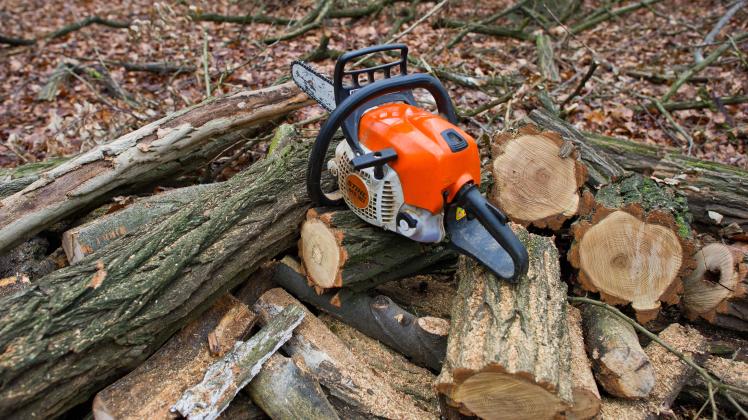 Waldbesitzer beklagen Holzdiebstahl