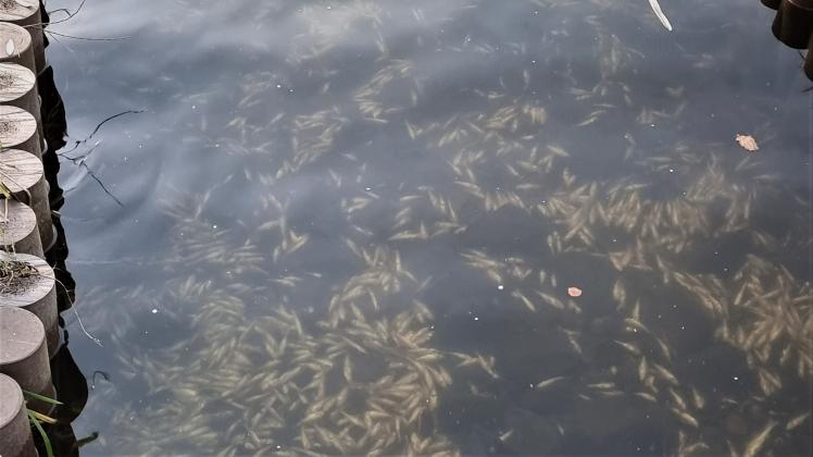 An der Einmündung des Grabens neben der Rosenstraße in den Ostorfer See treiben hunderte Tote Fische.  