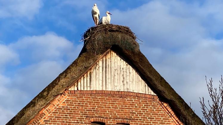 Storchenpaar im Nest auf einem Reetdach