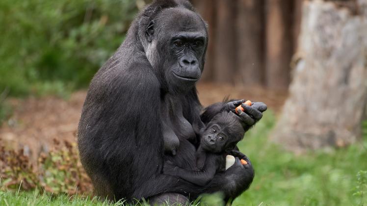Gorillas im Krefelder Zoo