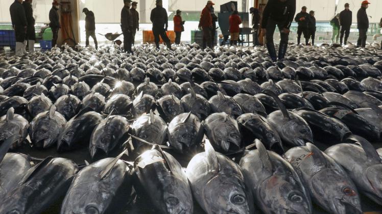 Thunfisch-Auktion in Japan