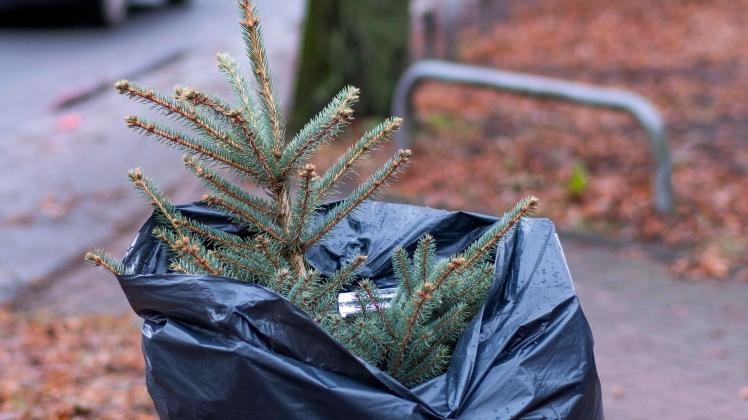 Ein abgeschmückter Weihnachtsbaum in einem Müllsack steht am Strassenrand in der Rostocker City. ROSTOCK *** A stripped