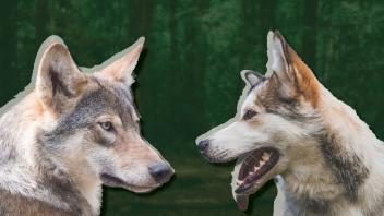 Wölfe und Huskys sind nicht leicht zu unterscheiden.