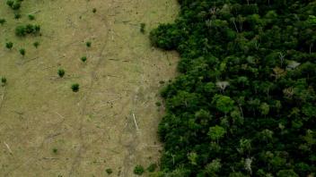 Aufforstung in tropischen Wäldern hat schlechte CO2-Bilanz