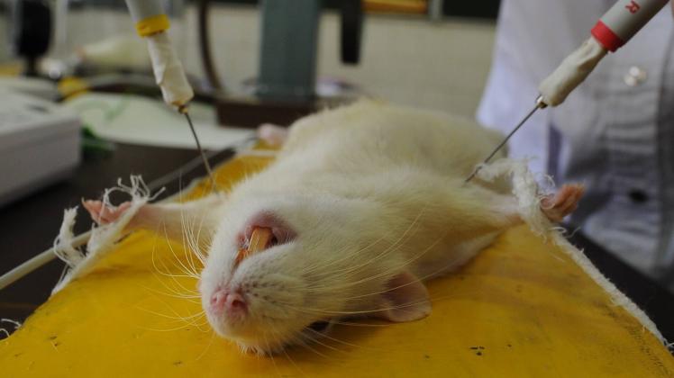 ITAR-TASS: RYAZAN, RUSSIA. NOVEMBER 1, 2012. Students run some tests on a rat in a laboratory of anatomic pathology dep