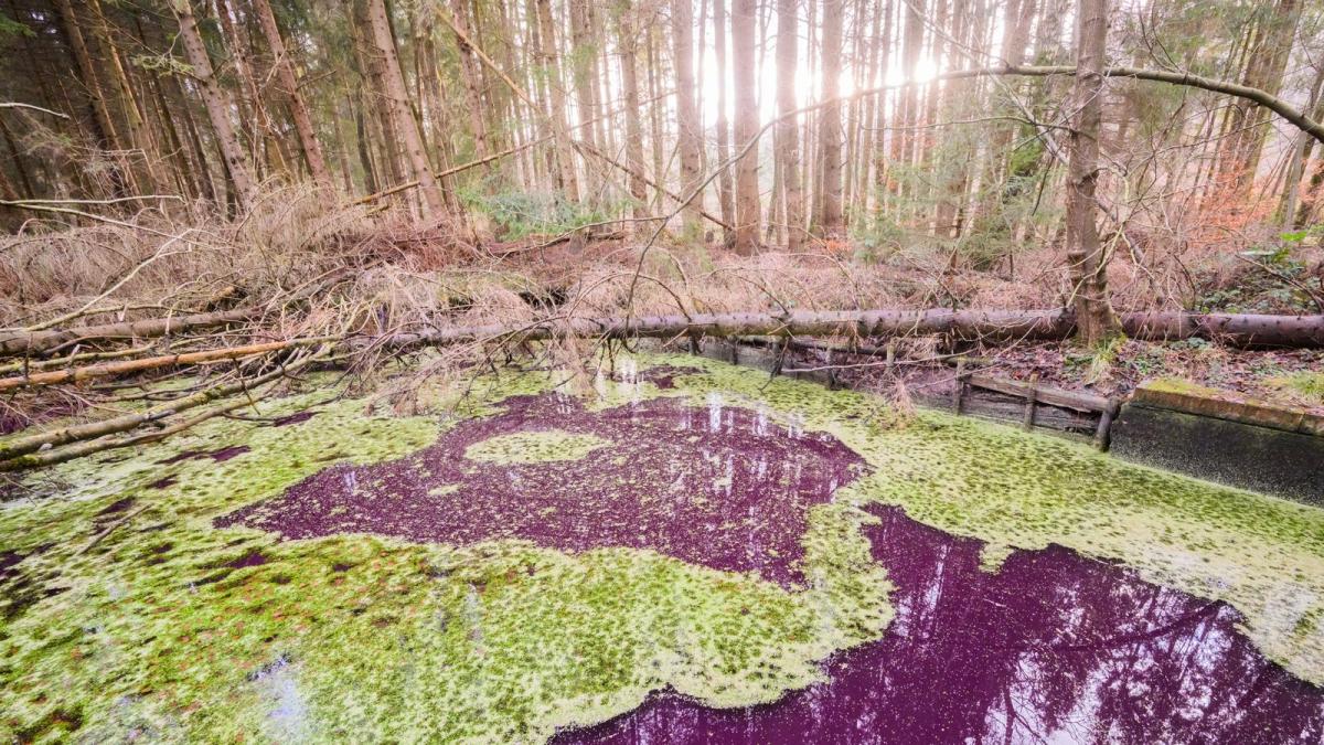 Hildesheim Rätsel um purpurfarbenen Teich im Wald NOZ