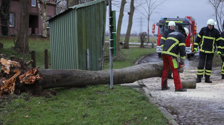 Mehrere Motorsägen kamen am Sonntagnachmittag in Dammfleth zum Einsatz. Einsatz Feuerwehr Dammfleth Baum umgestürzt Sturmtief Egbert