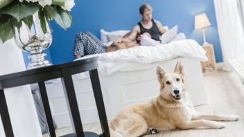 Gay couple with dog lying in bed using laptop model released Symbolfoto property released PUBLICATI