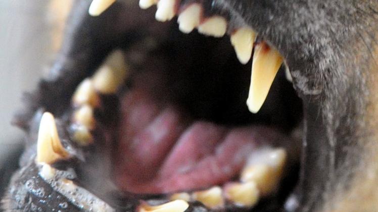Hund fletscht die Zähne