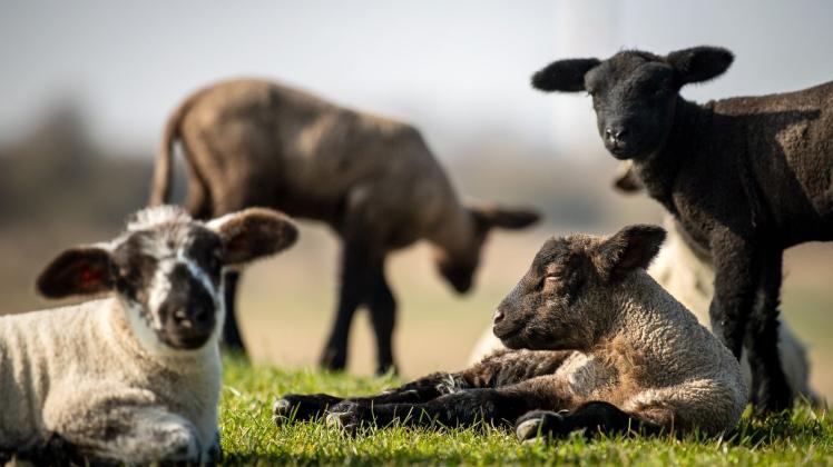Prämie für Schaf- und Ziegenhalter