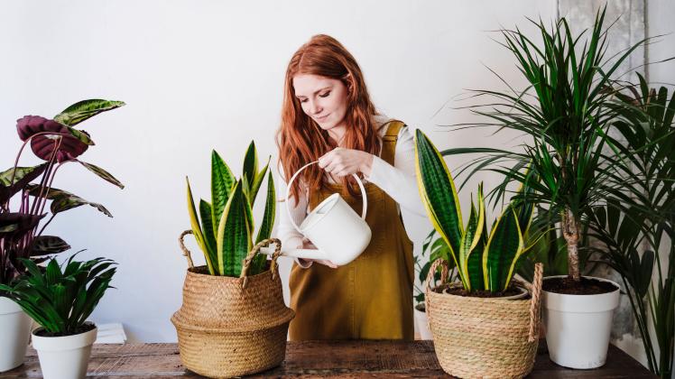 Redhead woman pouring water in potted plant at home model released Symbolfoto property released EBBF03576