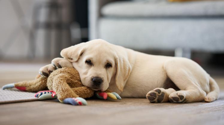 Kleiner Labrador Welpe ruht sich aus Adorable little dog resting lying on its toy plush rabbit looking contentedly at th