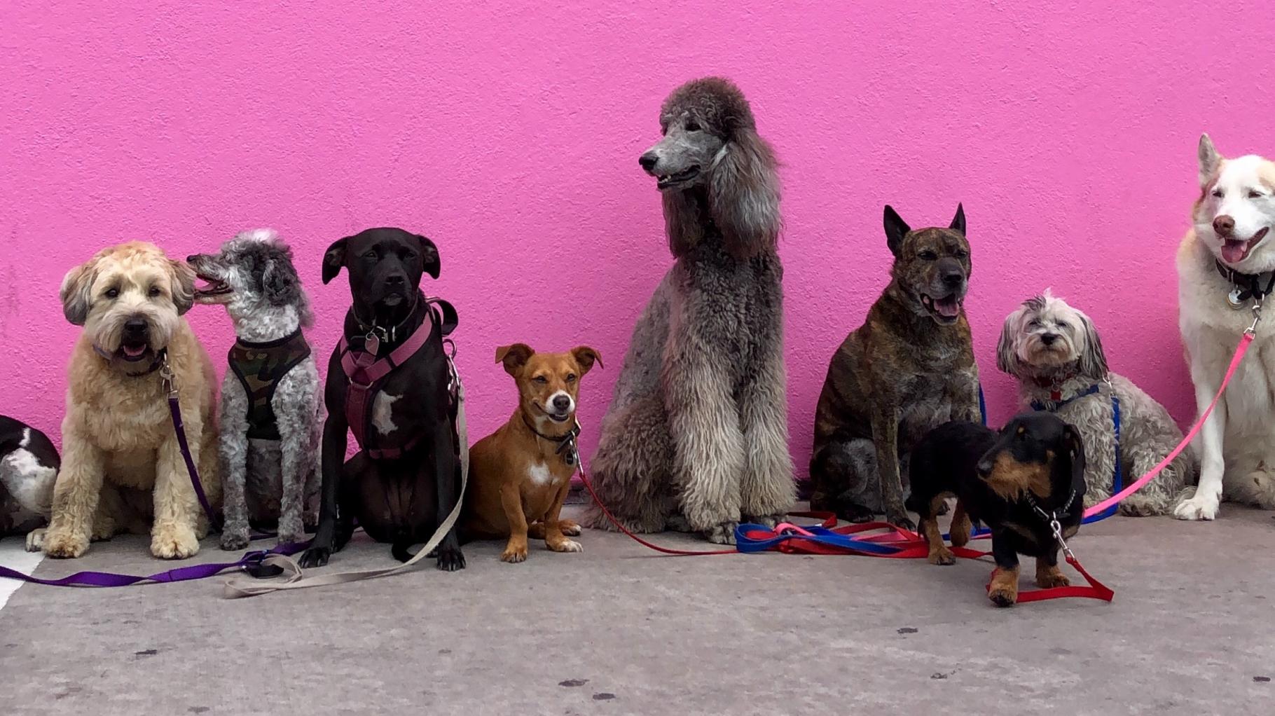 Mischling bis Chihuahua: Das sind MVs beliebteste Hunderassen