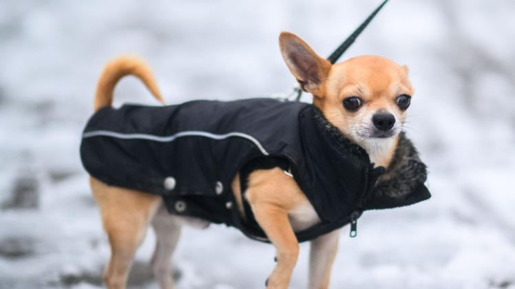 Hund mit Mantel