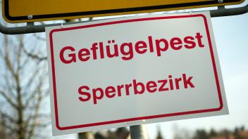 Erster Fall von Vogelgrippe in Geflügelbestand in Sachsen bestäti