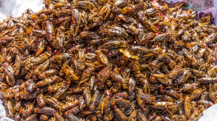 roasted insects local street food Yangon Myanmar, 31.01.2020 02:44:56, Copyright: xfranckcamhix Panthermedia28014652
