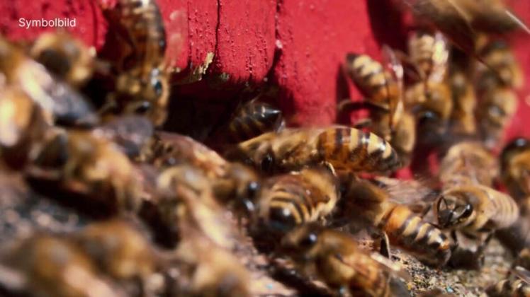 Kretschmann: Insekten essen künftig «durchaus geboten»