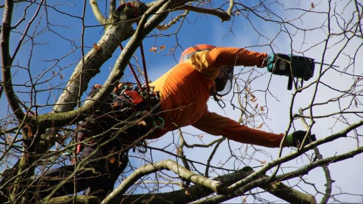 In Ganderkesee können private Besitzer eine Förderung von bis zu 3000 Euro im Jahr für den Erhalt ortsbildprägender und schützenswerter Bäume erhalten (Symbolfoto).