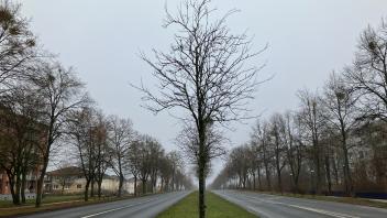 Bäume auf der Ludwigsluster Chausee