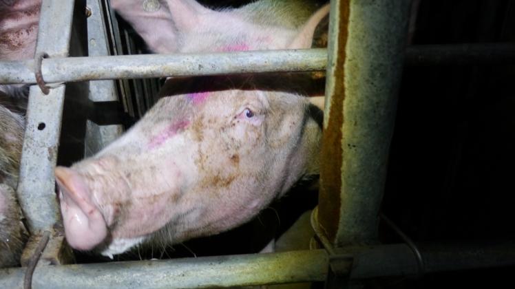 Sind in einem Schweinestall in Lengerich Sauen unrechtmäßig fixiert worden? Die Staatsanwaltschaft ermittelt, vom Landkreis hat der Stallbetreiber Auflagen zur Behebung von „Haltungsmängeln“ erhalten.