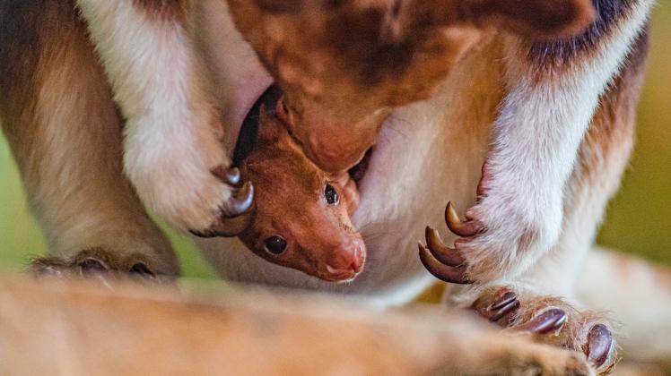 **VIDEO AVAILABLE: CONTACT INFO@COVERMG.COM TO RECEIVE** A rare tree kangaroo joey the first to ever be born at Chester 