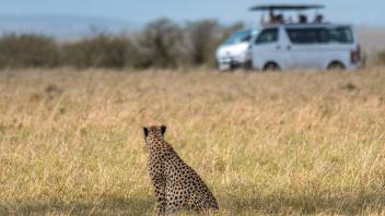 Cheetah observes tourists during a game drive, Masai Mara National Park, Kenya, Africa LeonardoMangia/REDA&CO 1028_11_LE