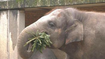 Späte Weihnachts-Leckerbissen: Tannenbäume für Zoo-Elefanten