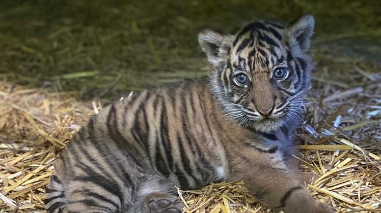 „Tailor“ heißt das Tiger-Baby im Naturzoo Rheine