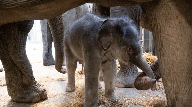 Zoo Emmen Elefant Baby Nachwuchs Geburt Wildlands