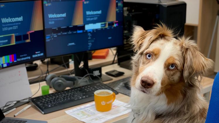 Büro Hund Schreibtisch