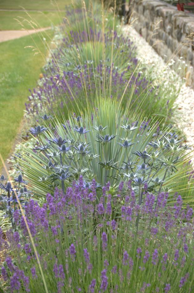 10 Pflanztipps Schmale Streifen im Garten attraktiv bepflanzen SVZ