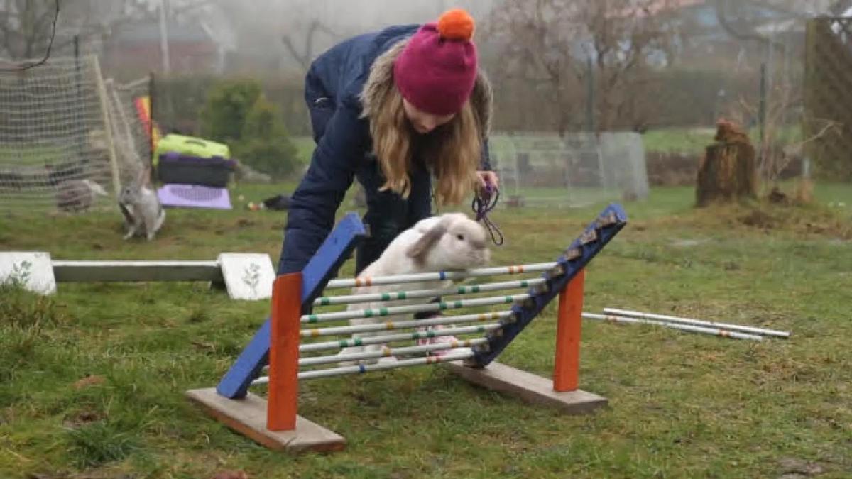 Sportliches Haustier Wenn Kaninchen 45 Zentimeter hoch springen SHZ